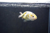 Baby Ranchu  Calico 3 Inch (ID#1008R9c-52) Free2Day SHIPPING