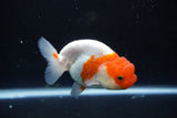 Juvenile Lionchu  Red White 4 Inch (ID#1015R11a-25) Free2Day SHIPPING