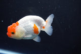 Juvenile Lionchu  Red White 4 Inch (ID#1015R11a-25) Free2Day SHIPPING