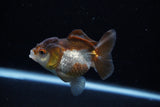 Short Body Thai Oranda  Panda 3 Inch (ID#1203To14b-31) Free2Day SHIPPING