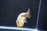 Baby Ranchu  Calico 3 Inch (ID#1008R9c-52) Free2Day SHIPPING