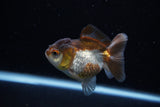 Short Body Thai Oranda  Panda 3 Inch (ID#1203To14b-31) Free2Day SHIPPING