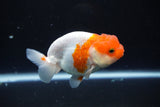 Juvenile Lionchu  Red White 4 Inch (ID#1015R11a-25) Free2Day SHIPPING