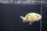 Baby Ranchu  Calico 3 Inch (ID#1008R9c-52) Free2Day SHIPPING