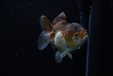 Short Body Thai Oranda  Panda 3 Inch (ID#1203To14b-31) Free2Day SHIPPING