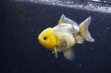 Yuan Bao Oranda  Lemon Head Granite 4 Inch (ID#404Yb10b-41) Free2Day SHIPPING