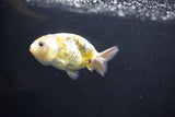 Baby Ranchu  Calico 3 Inch (ID#1008R9c-52) Free2Day SHIPPING