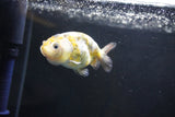 Baby Ranchu  Calico 3 Inch (ID#1008R9c-52) Free2Day SHIPPING