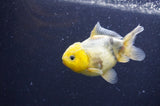 Yuan Bao Oranda  Lemon Head Granite 4 Inch (ID#404Yb10b-41) Free2Day SHIPPING