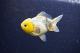 Yuan Bao Oranda  Lemon Head Granite 4 Inch (ID#404Yb10b-41) Free2Day SHIPPING