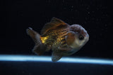 Short Body Thai Oranda  Panda 3.5 Inch (ID#1203To14b-32) Free2Day SHIPPING