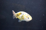 Baby Ranchu  Calico 3 Inch (ID#1008R9c-52) Free2Day SHIPPING