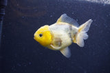 Yuan Bao Oranda  Lemon Head Granite 4 Inch (ID#404Yb10b-41) Free2Day SHIPPING