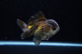 Short Body Thai Oranda  Panda 3.5 Inch (ID#1203To14b-32) Free2Day SHIPPING