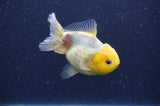 Yuan Bao Oranda  Lemon Head Granite 4 Inch (ID#404Yb10b-41) Free2Day SHIPPING
