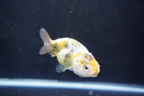 Baby Ranchu  Calico 3 Inch (ID#1008R9c-52) Free2Day SHIPPING