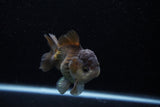 Short Body Thai Oranda  Panda 3.5 Inch (ID#1203To14b-32) Free2Day SHIPPING