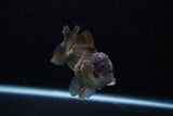 Short Body Thai Oranda  Panda 3.5 Inch (ID#1203To14b-32) Free2Day SHIPPING