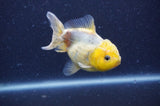 Yuan Bao Oranda  Lemon Head Granite 4 Inch (ID#404Yb10b-41) Free2Day SHIPPING