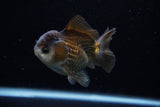 Short Body Thai Oranda  Panda 3.5 Inch (ID#1203To14b-32) Free2Day SHIPPING