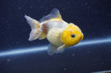 Yuan Bao Oranda  Lemon Head Granite 4 Inch (ID#404Yb10b-41) Free2Day SHIPPING