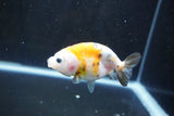 Baby Ranchu  Calico 3 Inch (ID#1008R9c-53) Free2Day SHIPPING