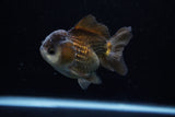 Short Body Thai Oranda  Panda 3.5 Inch (ID#1203To14b-32) Free2Day SHIPPING