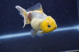 Yuan Bao Oranda  Lemon Head Granite 4 Inch (ID#404Yb10b-41) Free2Day SHIPPING
