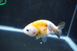 Baby Ranchu  Calico 3 Inch (ID#1008R9c-53) Free2Day SHIPPING