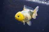 Yuan Bao Oranda  Lemon Head Granite 4 Inch (ID#404Yb10b-41) Free2Day SHIPPING