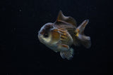 Short Body Thai Oranda  Panda 3.5 Inch (ID#1203To14b-32) Free2Day SHIPPING