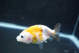 Baby Ranchu  Calico 3 Inch (ID#1008R9c-53) Free2Day SHIPPING