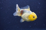 Yuan Bao Oranda  Lemon Head Granite 4 Inch (ID#404Yb10b-41) Free2Day SHIPPING