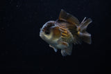 Short Body Thai Oranda  Panda 3.5 Inch (ID#1203To14b-32) Free2Day SHIPPING