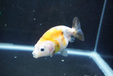 Baby Ranchu  Calico 3 Inch (ID#1008R9c-53) Free2Day SHIPPING