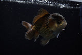 Short Body Thai Oranda  Panda 3.5 Inch (ID#1203To14b-32) Free2Day SHIPPING