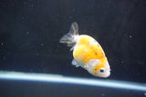 Baby Ranchu  Calico 3 Inch (ID#1008R9c-53) Free2Day SHIPPING