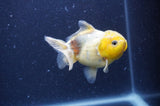 Yuan Bao Oranda  Lemon Head Granite 4 Inch (ID#404Yb10b-41) Free2Day SHIPPING