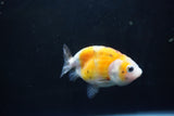 Baby Ranchu  Calico 3 Inch (ID#1008R9c-53) Free2Day SHIPPING