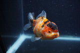Yuan Bao Oranda  Calico 4 Inch (ID#404Yb10b-42) Free2Day SHIPPING