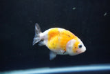 Baby Ranchu  Calico 3 Inch (ID#1008R9c-53) Free2Day SHIPPING