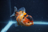 Yuan Bao Oranda  Calico 4 Inch (ID#404Yb10b-42) Free2Day SHIPPING