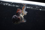 Short Body Thai Oranda  Panda 3.5 Inch (ID#1203To14b-33) Free2Day SHIPPING