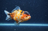 Yuan Bao Oranda  Calico 4 Inch (ID#404Yb10b-42) Free2Day SHIPPING