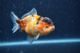 Yuan Bao Oranda  Calico 4 Inch (ID#404Yb10b-42) Free2Day SHIPPING