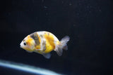 Baby Ranchu  Calico 2.5 Inch (ID#1004R9c-48) Free2Day SHIPPING