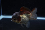 Short Body Thai Oranda  Panda 3.5 Inch (ID#1203To14b-33) Free2Day SHIPPING