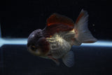 Short Body Thai Oranda  Panda 3.5 Inch (ID#1203To14b-33) Free2Day SHIPPING