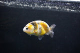 Baby Ranchu  Calico 2.5 Inch (ID#1004R9c-48) Free2Day SHIPPING