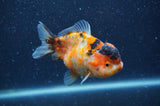 Yuan Bao Oranda  Calico 4 Inch (ID#404Yb10b-42) Free2Day SHIPPING